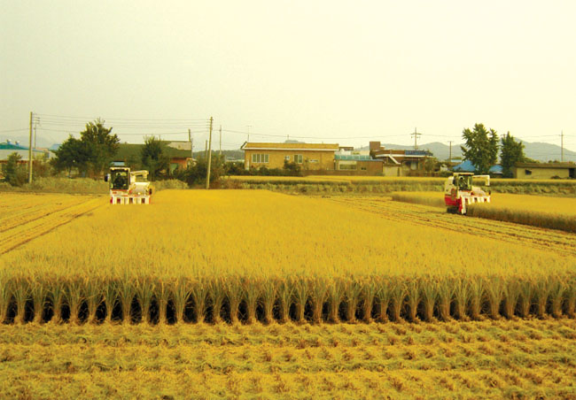 적기수확·조기건조로 고품질 쌀 생산