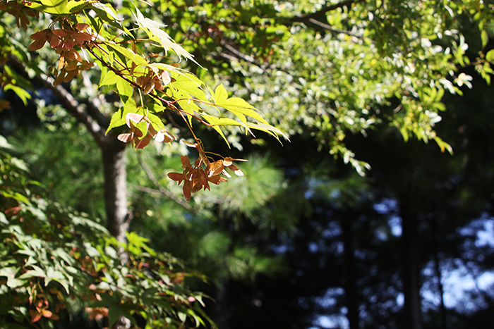 도심속 가을 야생화가 숨쉬는 천안 성정공원 사진
