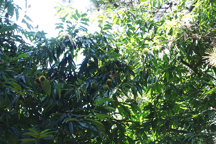 도심속 가을 야생화가 숨쉬는 천안 성정공원 사진