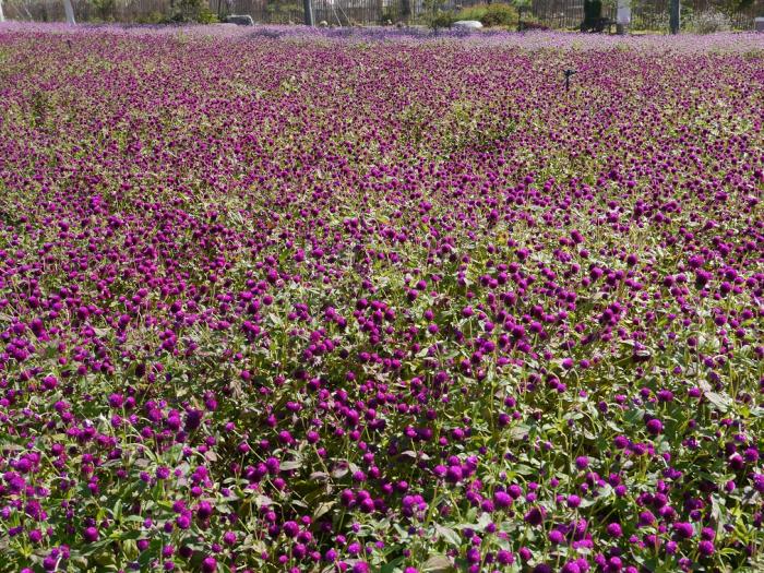 천일홍 꽃밭