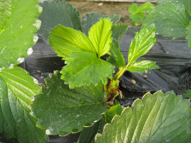 딸기 재배포장 작은뿌리파리 피해 증가