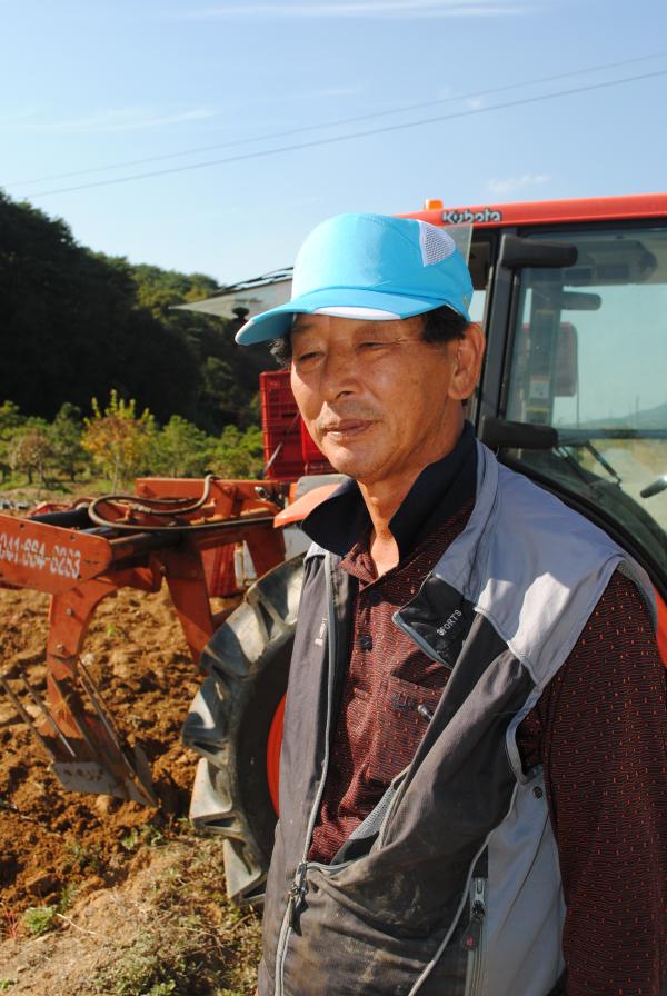  당진시 대호지면 적서리 장용희 씨가 1만5천 평 넓은 밭에 황토호박고구마를 심어 수확하고 있었다.