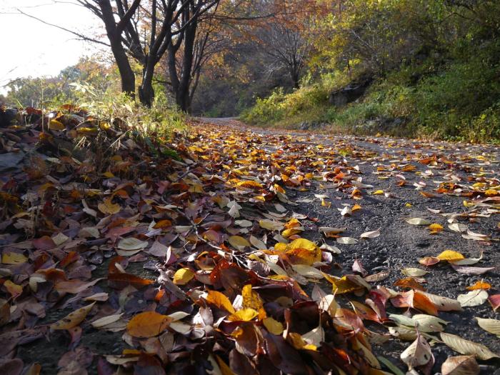 탈해사 오르는 길에 떨어진 낙엽들