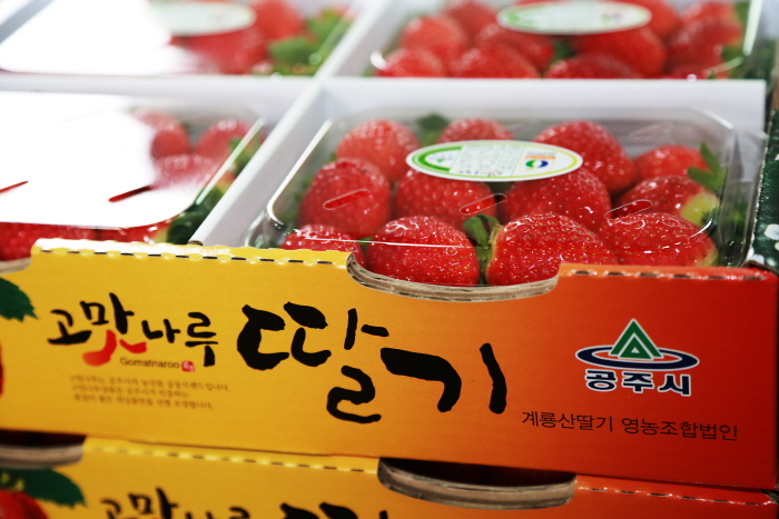 공주 고맛나루 상표가 있는 딸기 상자