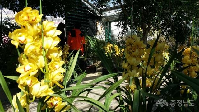 봄꽃향기 가득한 아산세계꽃식물원 사진