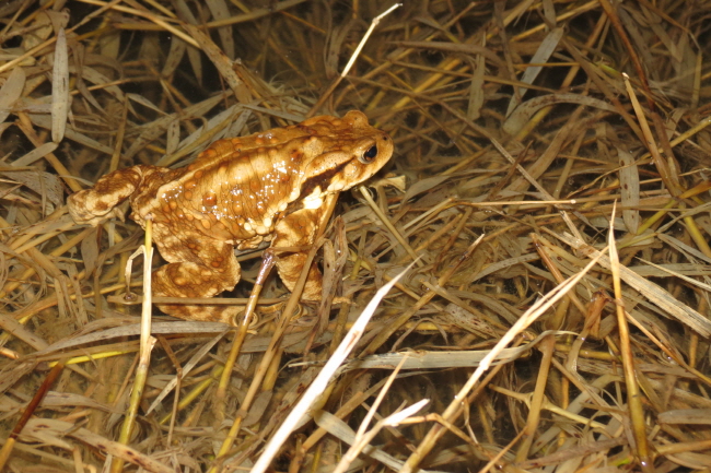 두꺼비 짝짓기 본격화