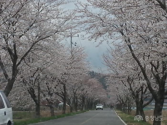 아름다운 보령호(보령댐)의 벚꽃길 장관