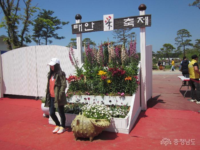 태안의 튤립 백합 축제가 5월 18일까지 열려요!