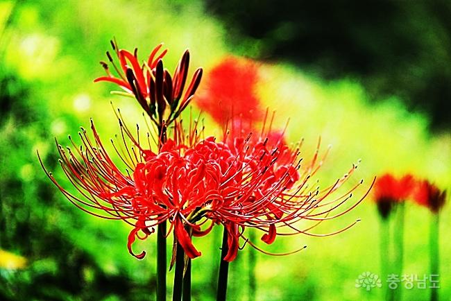 태조산 성불사 뜰에 피어있는 꽃무릇
