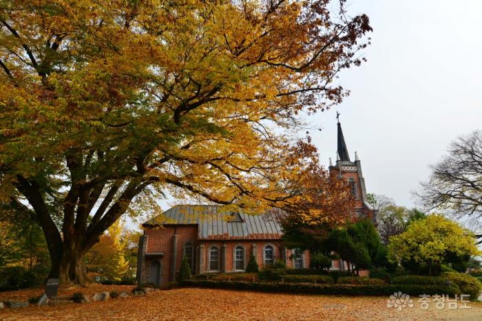 단풍 절정! 아산 공세리성당