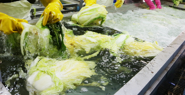 12일 서산시 부석면의 한 절임배추 생산업체에서 직원들이 해수에 김장용 배추를 절이고 있다.