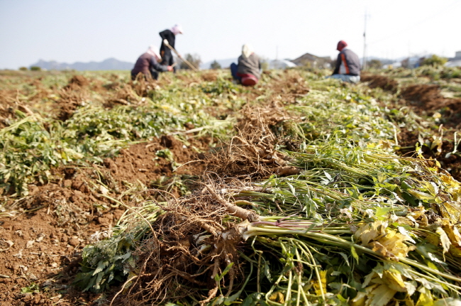 태안군 태안읍 도내리에서 농민들이 당귀를 수확하고 있다.
