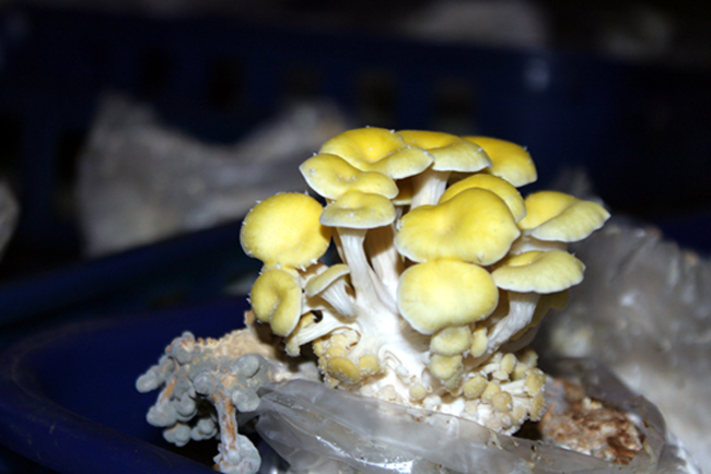 노랑느타리버섯