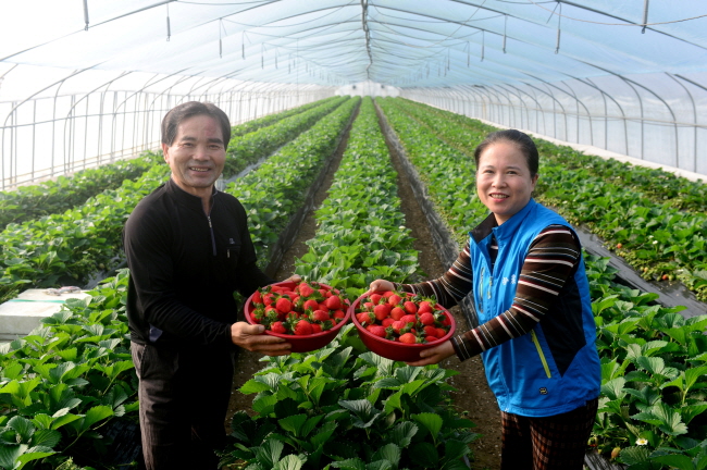 신활력딸기연구회 박관양 회장이 금마면의 시설하우스에서 하얀꽃 첫사랑 딸기를 수확하고 있다.