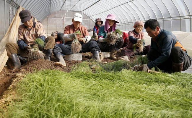 원북면 이곡2리 한 비닐하우스에서 농민들이 달래 수확에 한창이다.