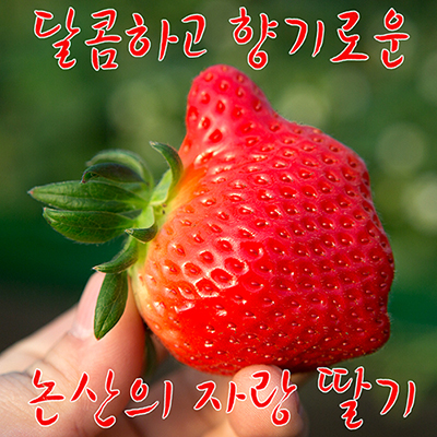 달콤하고 향기로운 논산 딸기