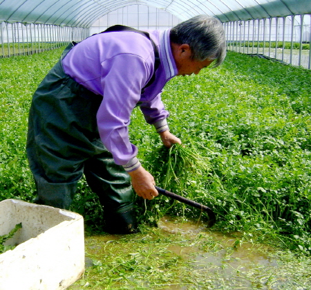 태안군에서 봄철 입맛을 돋우는 ‘논 미나리’ 수확이 한창이다. 사진은 태안읍 남산리 재배농가의 미나리 수확 모습.