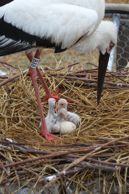 예산군황새공원에서 자연부화에 성공한 어미황새가 새끼들을 돌보고 있다.