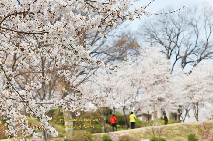 세상에서 가장 아름다운 성당에서 벚꽃놀이 사진