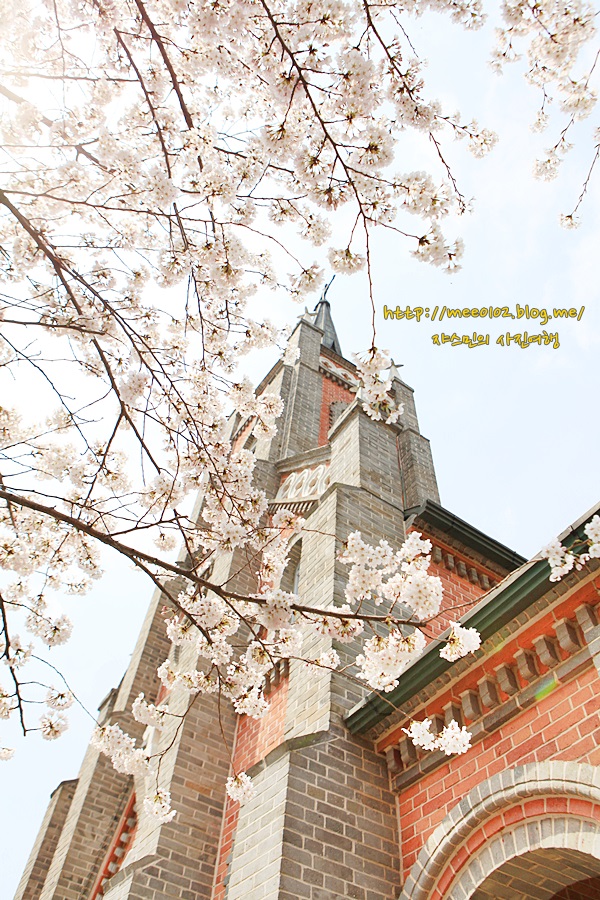 세상에서 가장 아름다운 성당에서 벚꽃놀이 사진