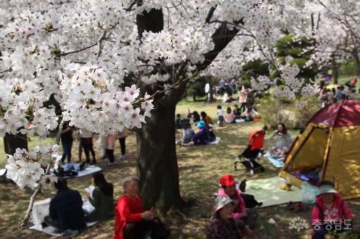 봄을 대표하는 벚꽃의 향연 사진