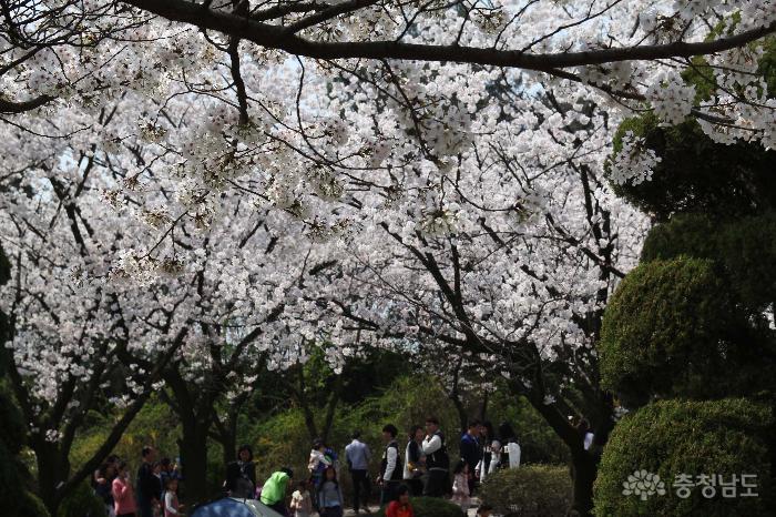 봄을 대표하는 벚꽃의 향연 사진
