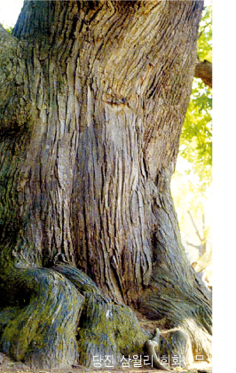 천연기념물 노거수(老巨樹) 유전자원 보존