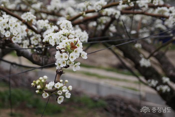 이색적인 봄꽃의 풍경 왕지봉 배꽃 사진