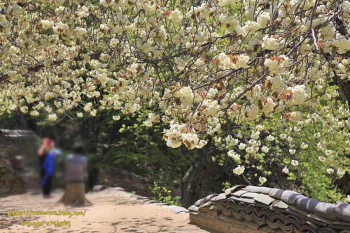세상에서 가장 아름다운 겹벚꽃을 만나고 오다 사진