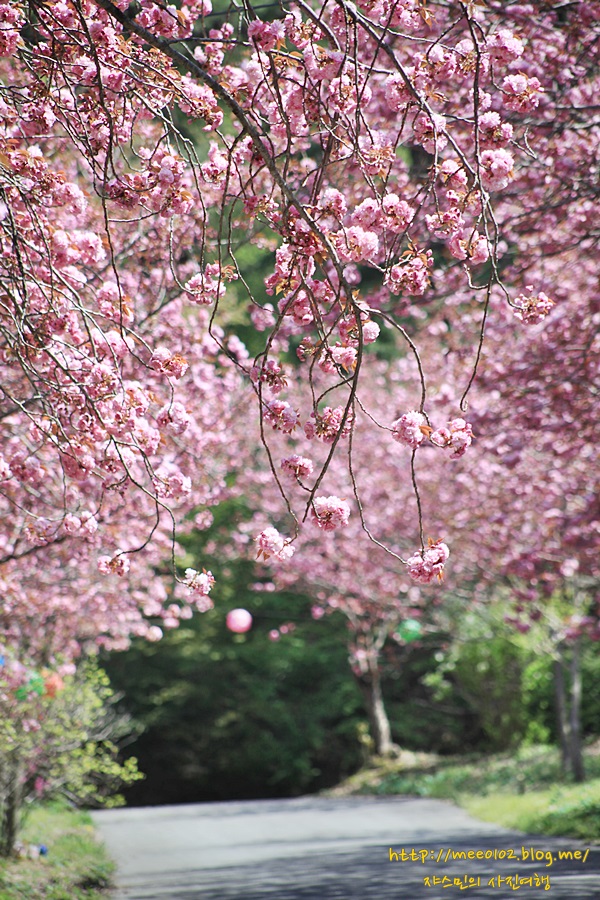 세상에서 가장 아름다운 겹벚꽃을 만나고 오다 사진