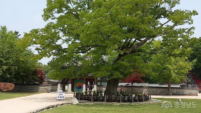 해미읍성의 호야나무는 말없이 서있다 사진