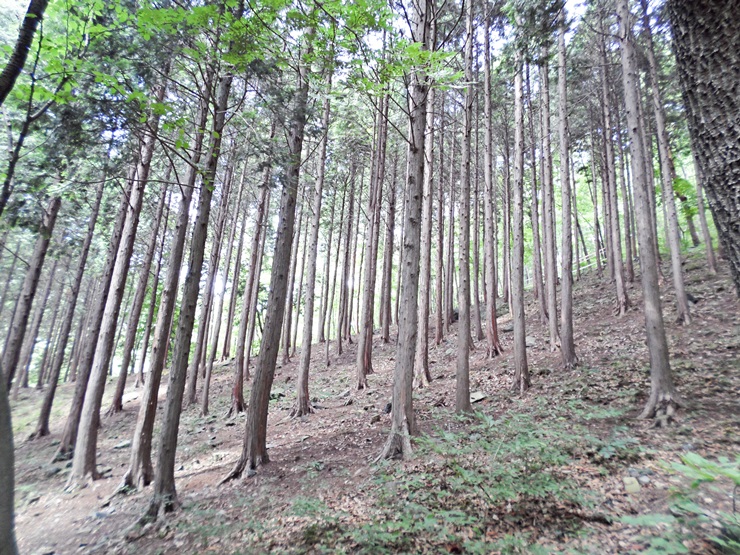 편백나무 숲