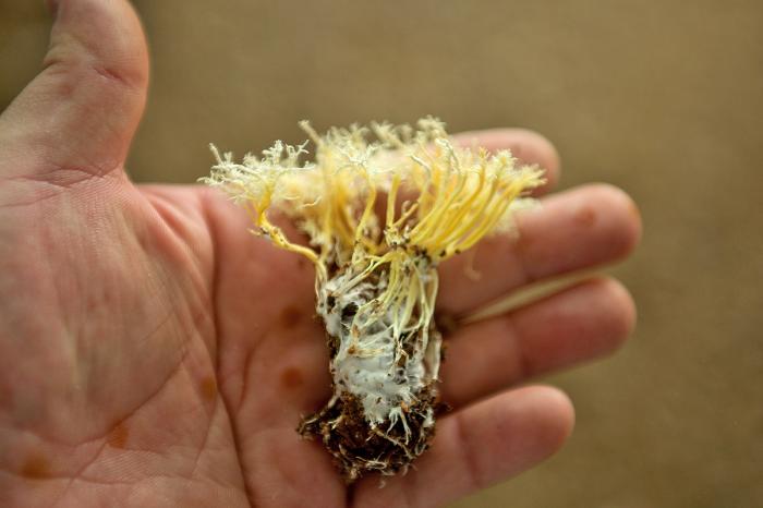 신비의버섯동충하초재배원조가충남인 5