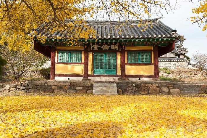 황금카페트로 덮힌 홍주향교 사진