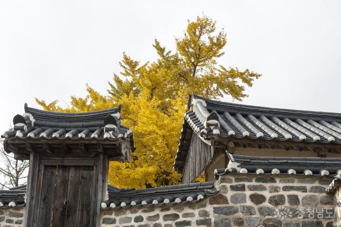 황금카페트로 덮힌 홍주향교 사진