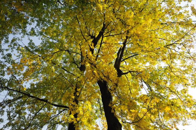 노랗게 물든 나뭇잎이 눈길을 사로잡는다. 올려다보니 아름드리 나무인데 색은 곱게 한가지색의 옷을 입고 기픔있게 서 있다. 가을이 주는 선물이다.