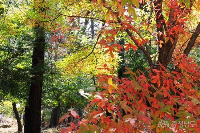 부소산의 아름다운 단풍이 화려하게 수놓은 가을옷을 입고 아름다움을  뽐내며 방문객들에게 즐거움을 선물한다.
