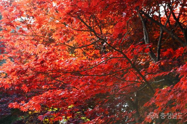 빨갛게 불타오른 가을의 모습이 눈부시도록 아름답다. 산림박물관 이곳 저곳 눈 가는곳마다 이렇듯 아름다운 가을을 만날 수 있다.