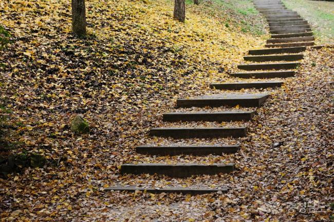 나무로 된 계단을 따라 걷노라니 가을이 내년을 예비하며 뚝뚝 떨어져 낙엽으로 누워있다. 