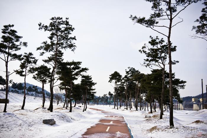 [공주여행] 겨울의 고마나루 솔숲