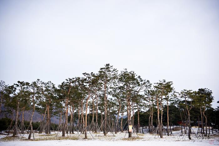 [공주여행] 겨울의 고마나루 솔숲 사진