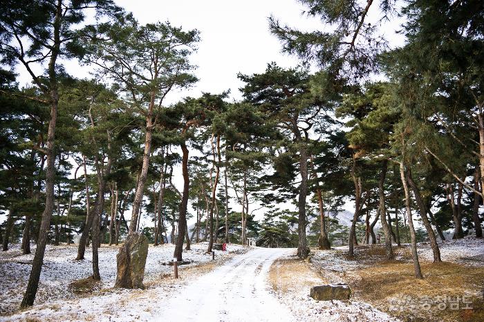 [공주여행] 겨울의 고마나루 솔숲 사진
