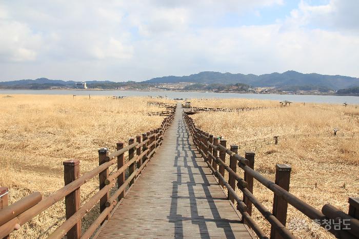 낭만 여행지, 서천 신성리갈대밭 사진