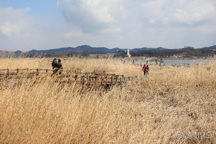 낭만 여행지, 서천 신성리갈대밭 사진