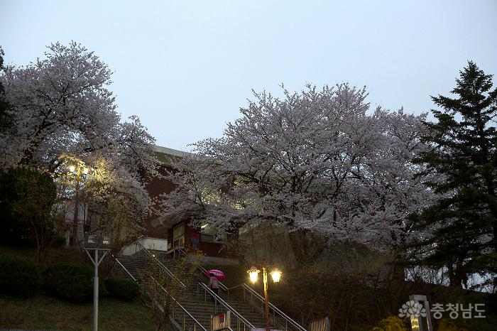 아름다운 벚꽃 속 국고개역사문화축제