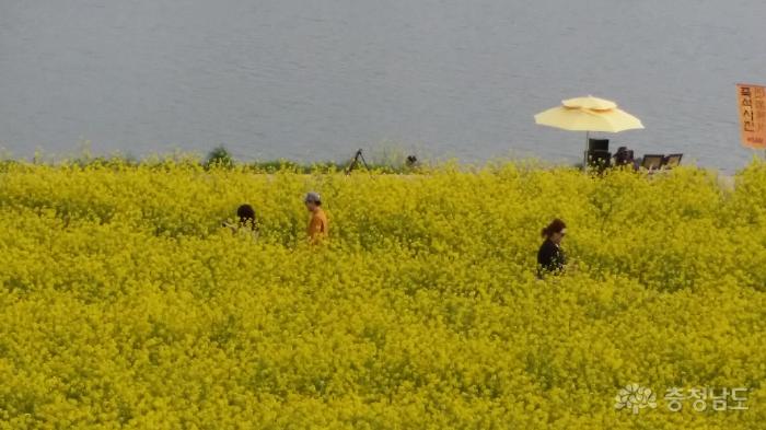 노란유채꽃 만발한 곡교천변 휴일 풍경