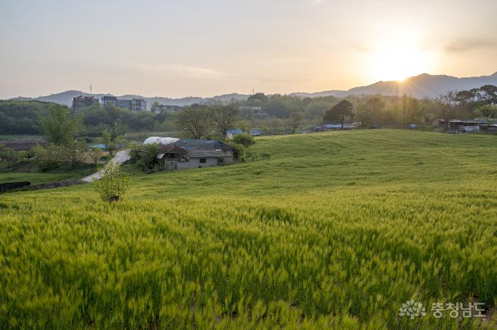 푸르름 가득 싱그러운 보리밭 풍경