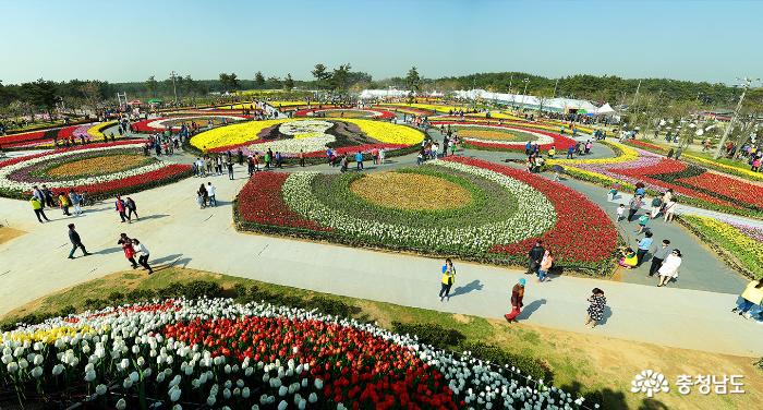 Taean Tulip Festival