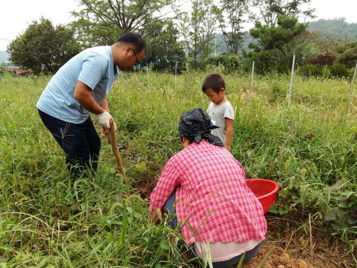 가족이 함께하는 땅콩과 고구마 수확