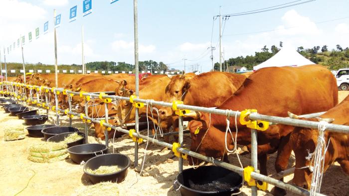시？군 예선을 거쳐 2016 충남 좋은 가축 품평회에 출품된 한우와 젖소들.